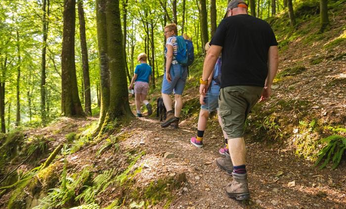 Walking in Tan y Coed, Dyfi Forest